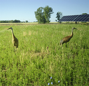 Two cranes standing in front of photovoltaic panels