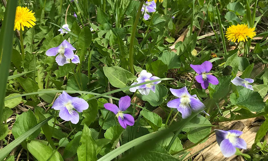Photo of spring flowers