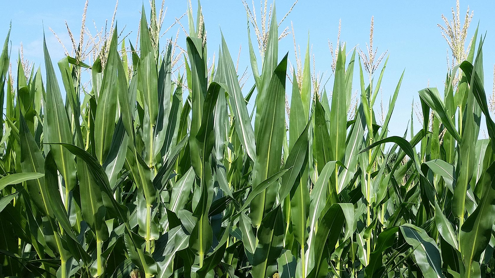 Photo of corn field