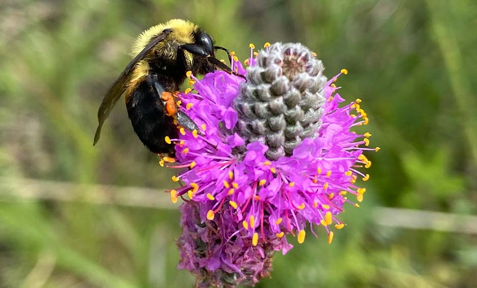 Photo of bumblebee on prairie clover