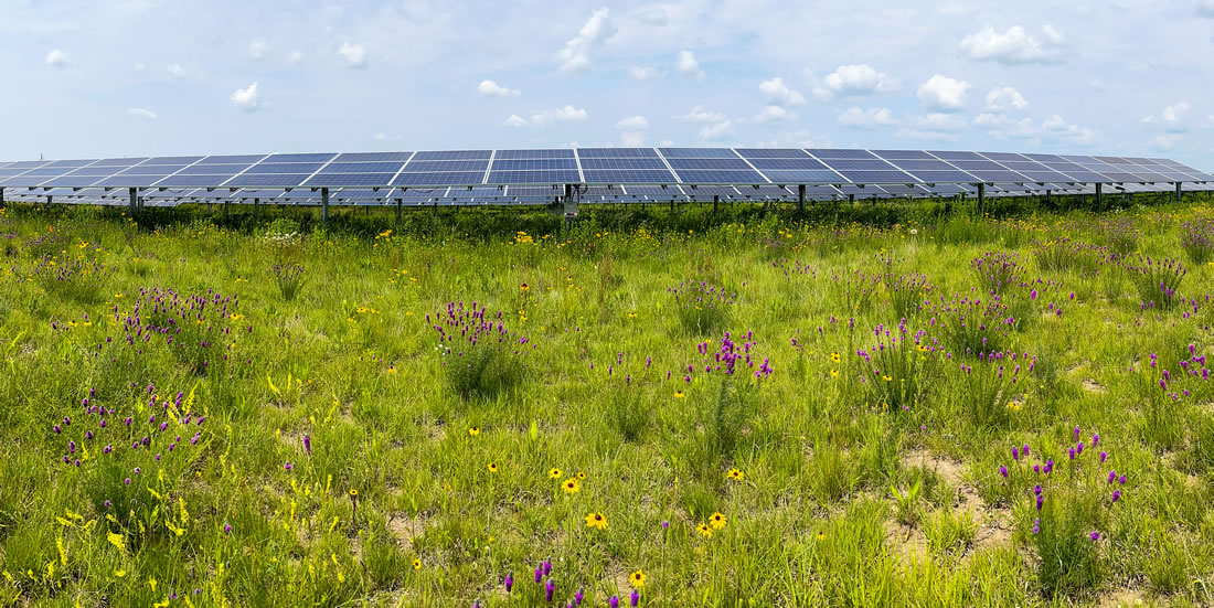 Photo showing a PV solar facility planted with solar-pollinator habitat