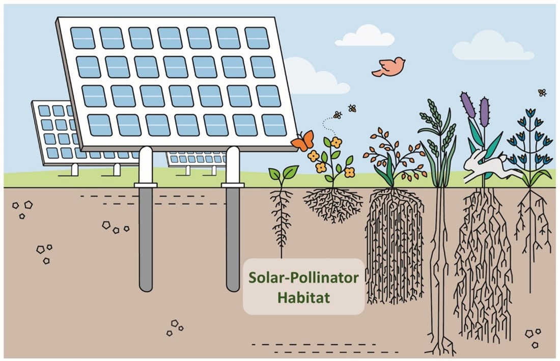 Illustration showing photovoltaic solar panels on the left and plants, a butterfly, and a bird on the right